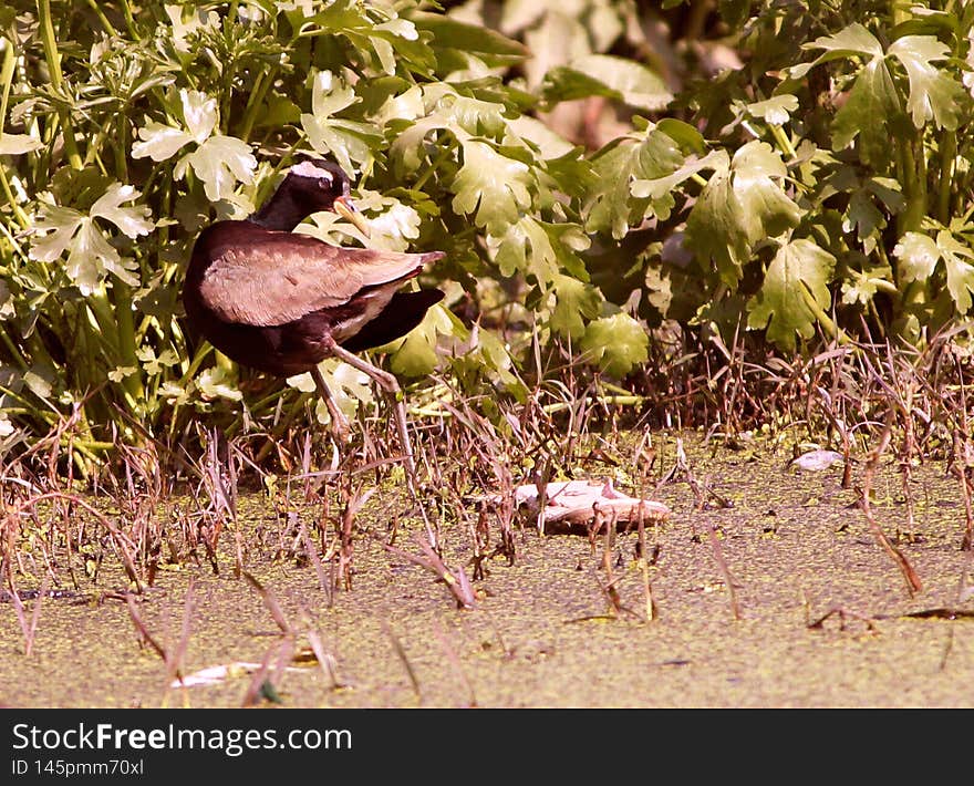 The bronze-winged jacana Metopidius indicus is a wader in the family Jacanidae. It is found across South and Southeast Asia. The bronze-winged jacana Metopidius indicus is a wader in the family Jacanidae. It is found across South and Southeast Asia.