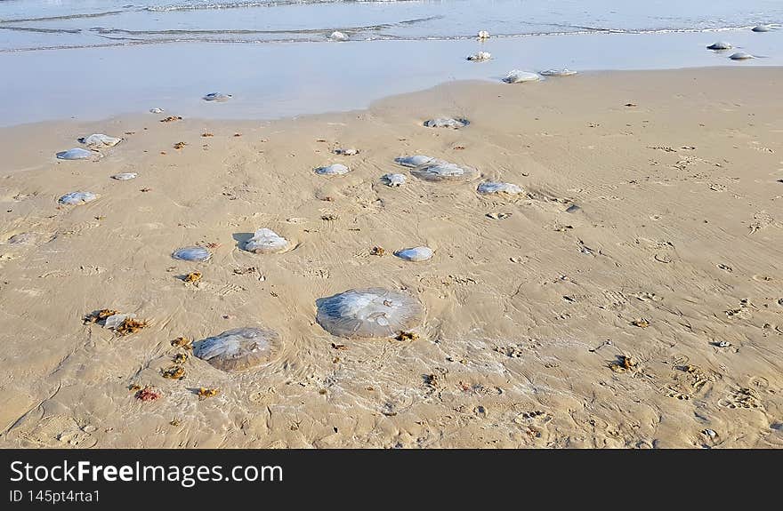 Jellyfish on the Mediterranean beaches of Israel