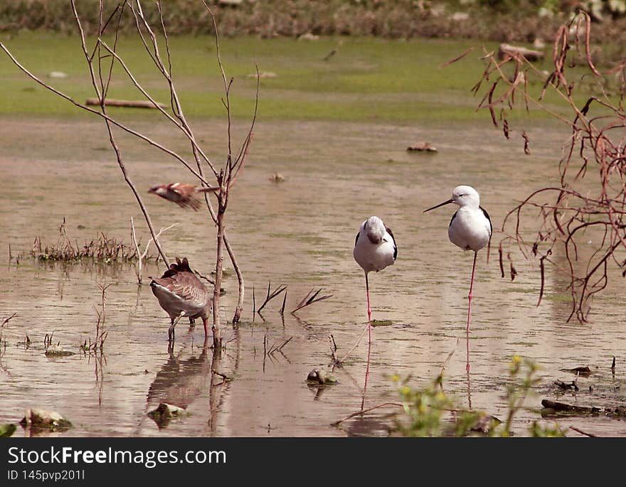 The black-winged stilt Himantopus himantopus is a widely distributed very long-legged wader in the avocet and stilt family Recurvirostridae. The black-winged stilt Himantopus himantopus is a widely distributed very long-legged wader in the avocet and stilt family Recurvirostridae.
