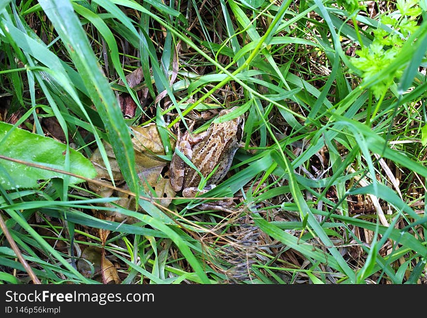 Frog In Dense Grass With Camouflage Coloration