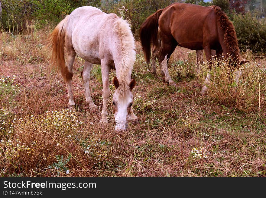 Almost all of the horses alive today are domesticated and descend from extinct wild horses. Almost all of the horses alive today are domesticated and descend from extinct wild horses.