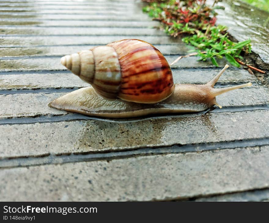 snails walk slowly on the road