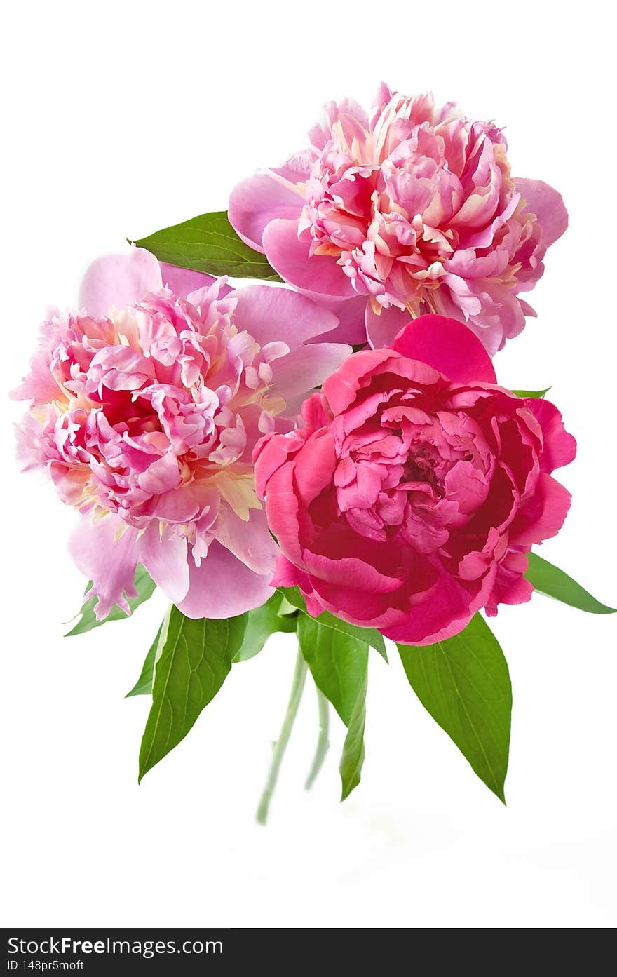 Beautiful peony bunch isolated on white background