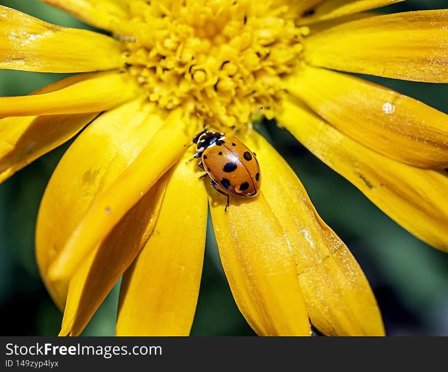 red ladybug on a yellow calendula flower