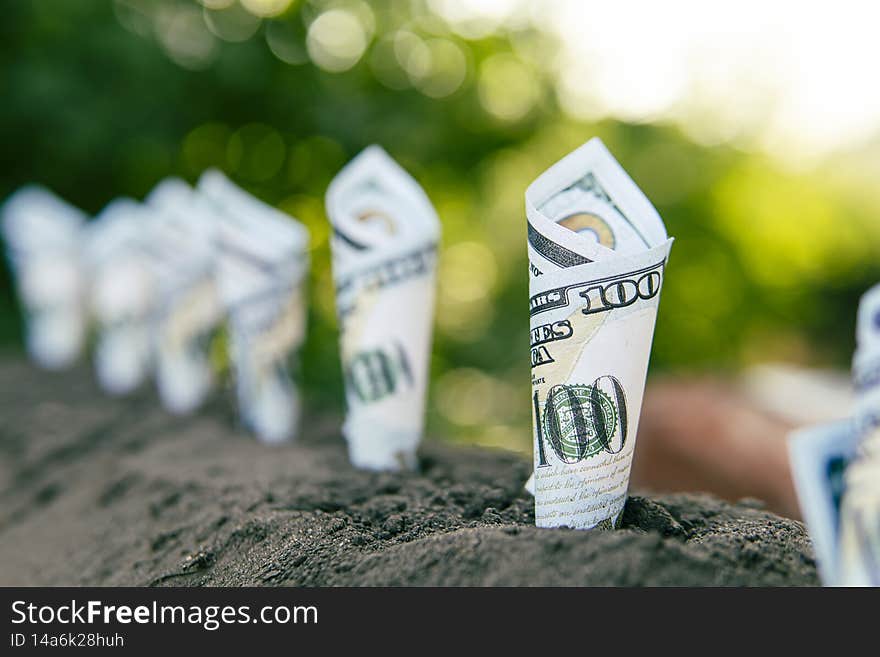 Image of bank notes rolled around plants on soil for business, saving, growth, economic concept. Profitable crop