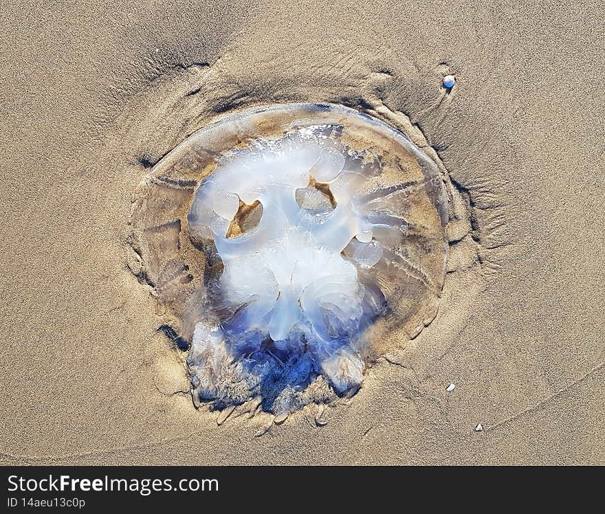 Jellyfish on the Mediterranean beache