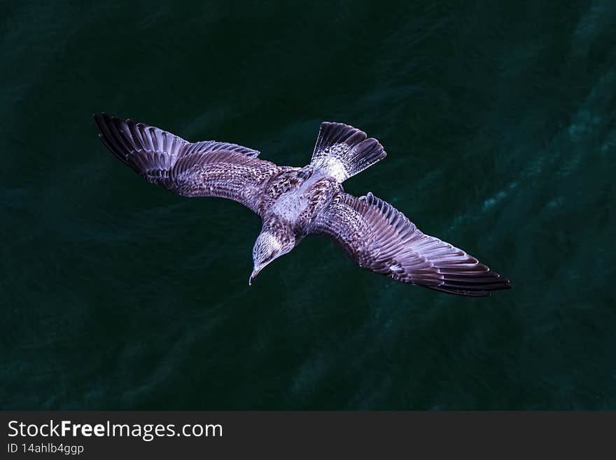 Young seagull flying above the water