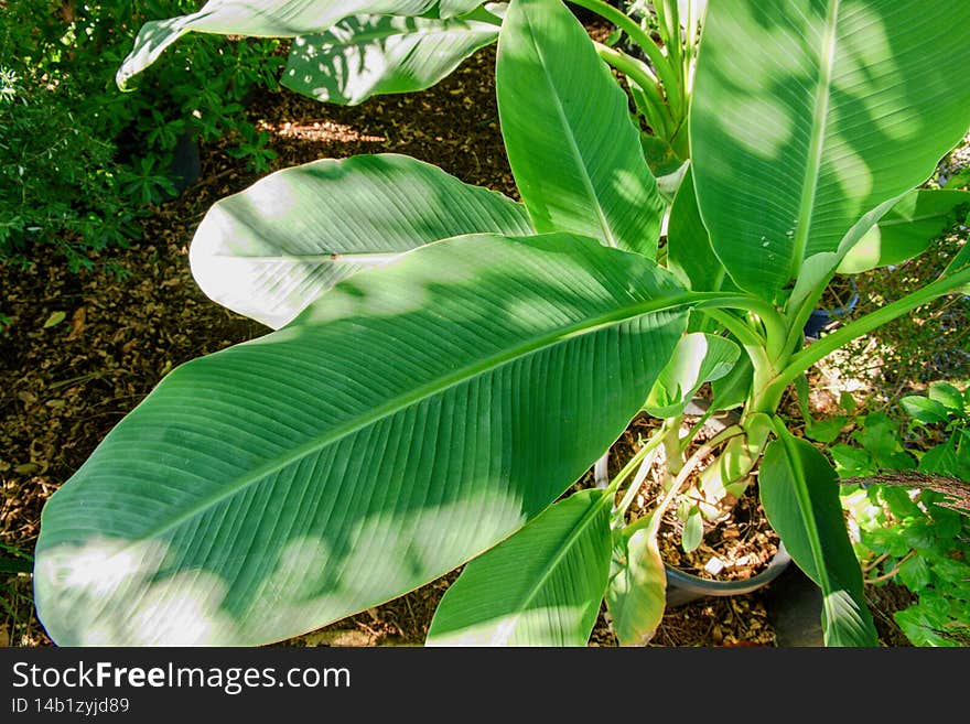 Musella lasiocarpa leaves