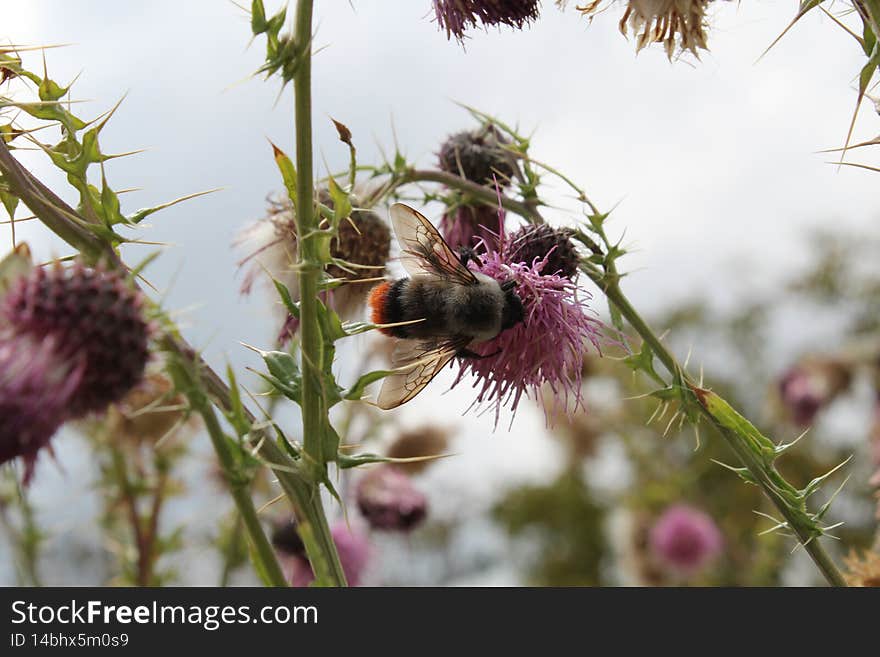 The red-tailed bumblebee is a very common bumblebee, emerging early in the spring and feeding on flowers right through to the autumn. It can be found in gardens, farmland, woodland edges, hedgerows and heathland: anywhere there are flowers to feed on. The red-tailed bumblebee is a very common bumblebee, emerging early in the spring and feeding on flowers right through to the autumn. It can be found in gardens, farmland, woodland edges, hedgerows and heathland: anywhere there are flowers to feed on.