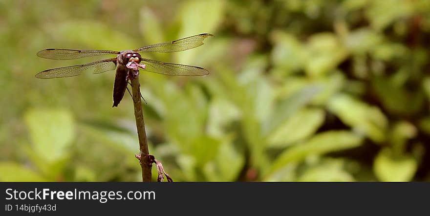 Dragonflies can hover in one place, fly extremely fast, and even fly backwards. They are some of the fastest flying insects in the world reaching speeds of over 30 miles per hour. Dragonflies can hover in one place, fly extremely fast, and even fly backwards. They are some of the fastest flying insects in the world reaching speeds of over 30 miles per hour.