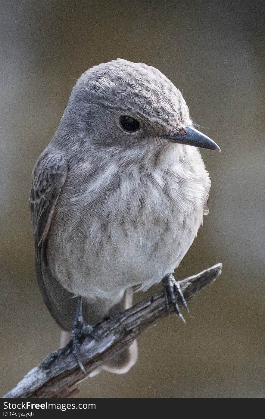 Flycatcher bird in a swamp