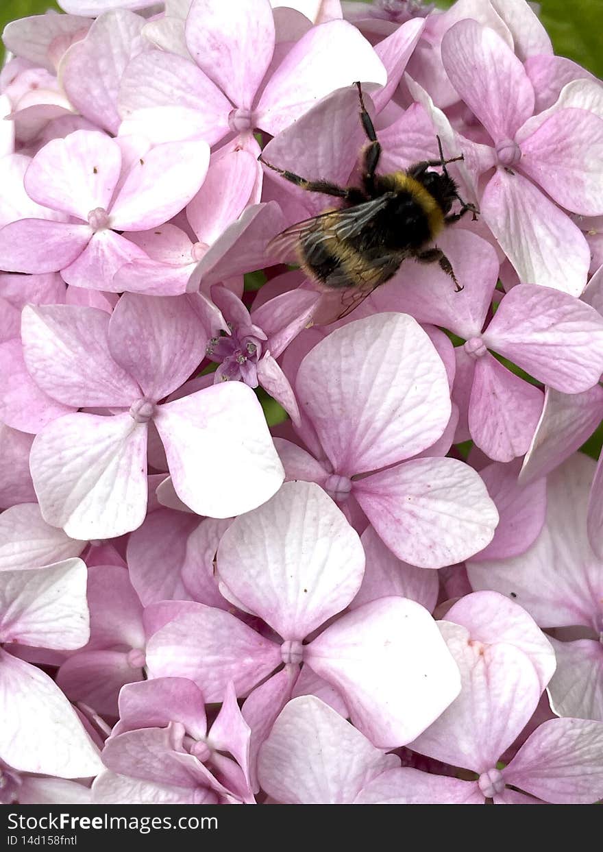 Bumblebee on flower blossom close up outside