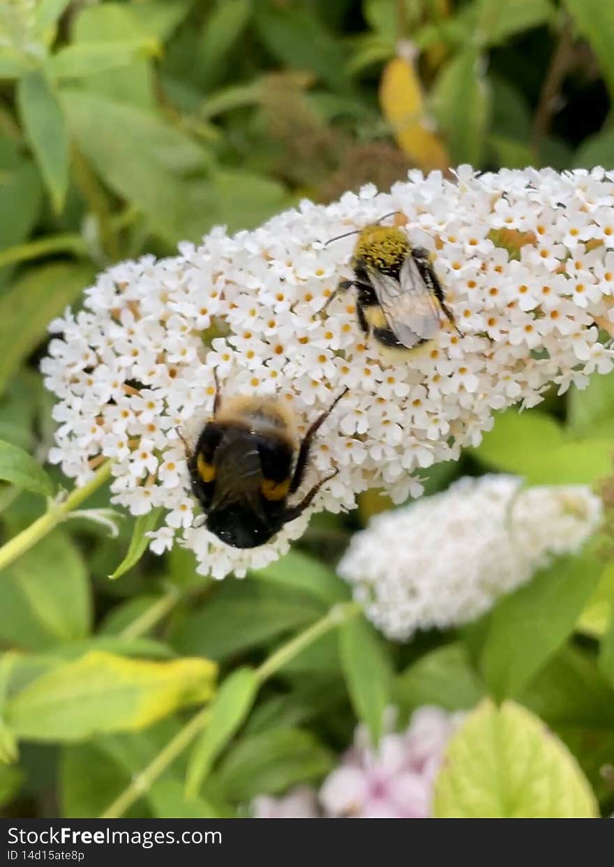 Bumblebee on flower blossom close up outside