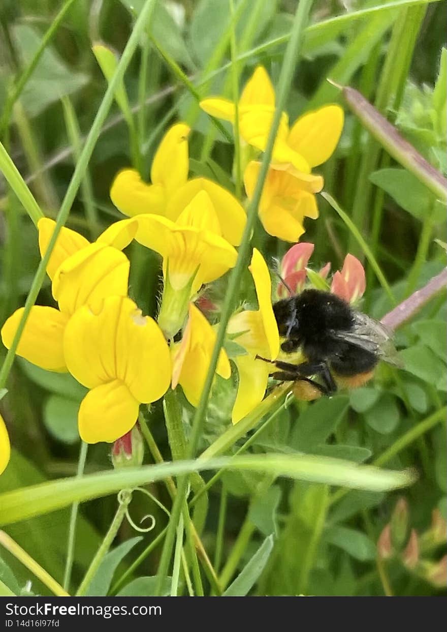 Bumblebee on pea flower blossom closeup outside