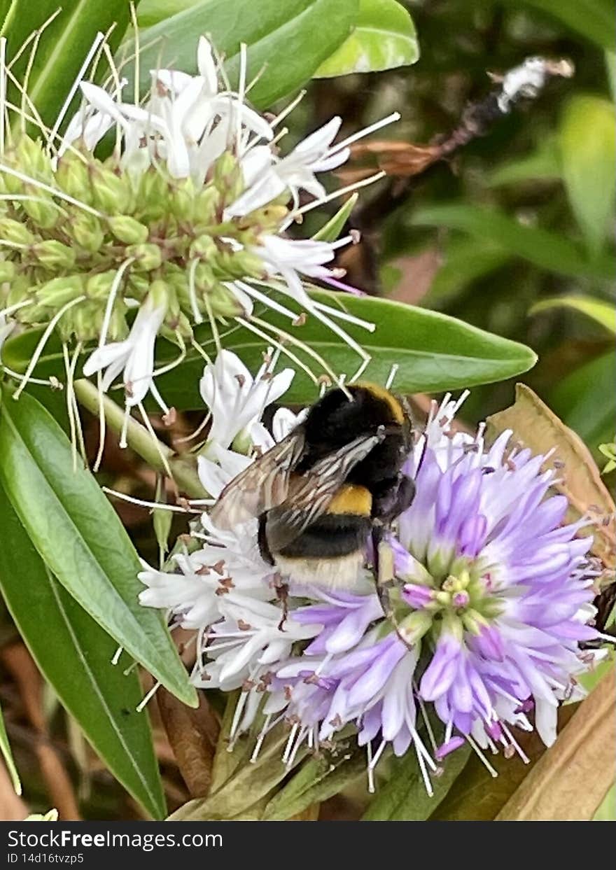 Bumblebee single on  flower blossom closeup outside