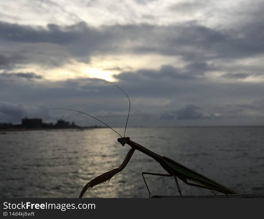 Mantis during Sunrise after Rain in August at Coney Island in Brooklyn in New York, NY.