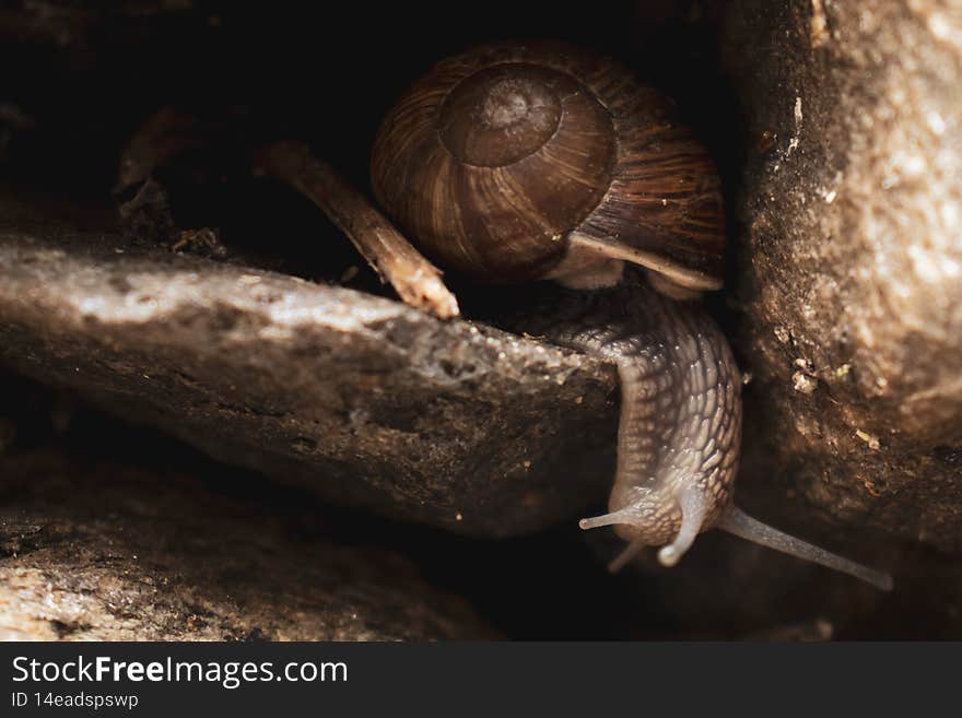 Helix Pomatia (or Roman Snail, Burgundy Snail) Crawling On Rocks And Looking Around