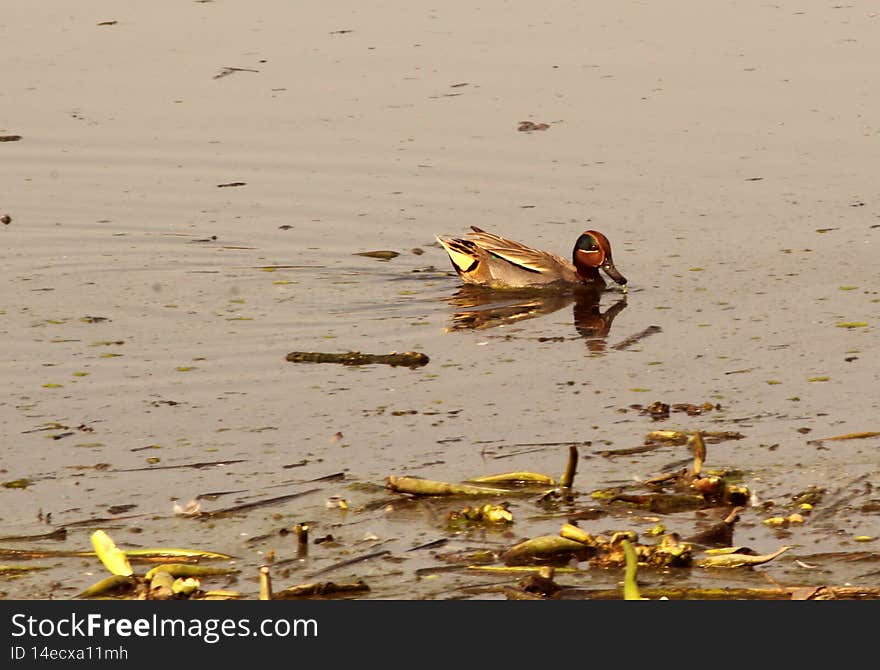 The Eurasian teal is often called simply the teal due to being the only one of these small dabbling ducks in much of its range. The Eurasian teal is often called simply the teal due to being the only one of these small dabbling ducks in much of its range.