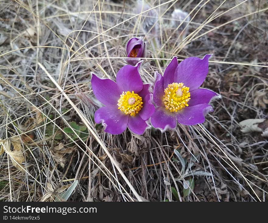 A perennial herbaceous plant, a species of the genus Prostrel of the Buttercup family. A number of researchers include this genus in the genus Anemone. A perennial herbaceous plant, a species of the genus Prostrel of the Buttercup family. A number of researchers include this genus in the genus Anemone