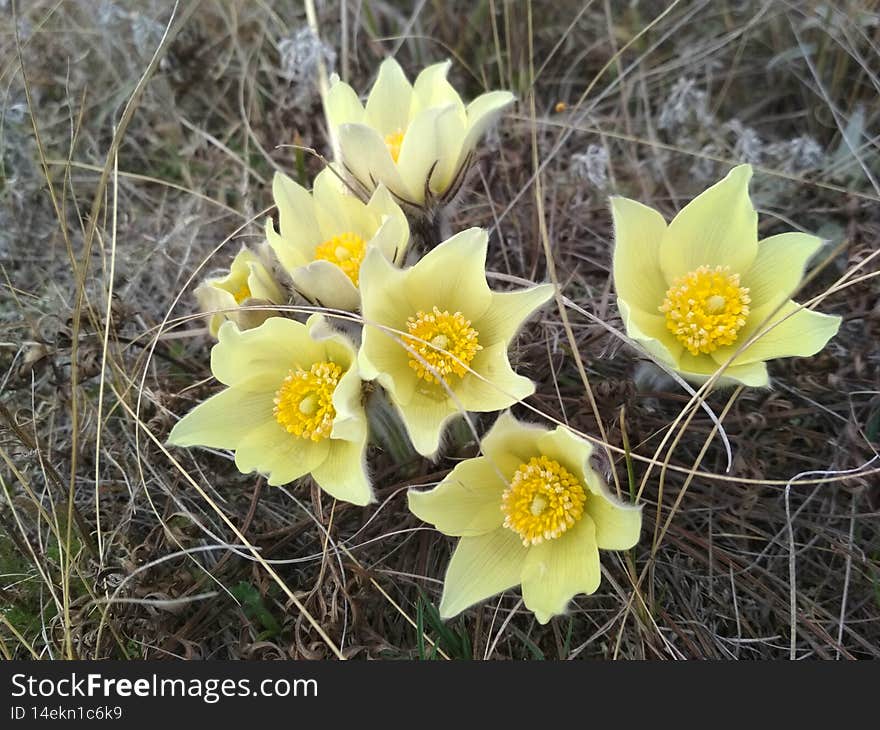 A perennial herbaceous plant, a species of the genus Prostrel of the Buttercup family. A number of researchers include this genus in the genus Anemone. A perennial herbaceous plant, a species of the genus Prostrel of the Buttercup family. A number of researchers include this genus in the genus Anemone