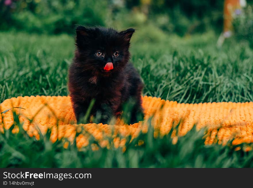 Little cat playing in the grass. Summer