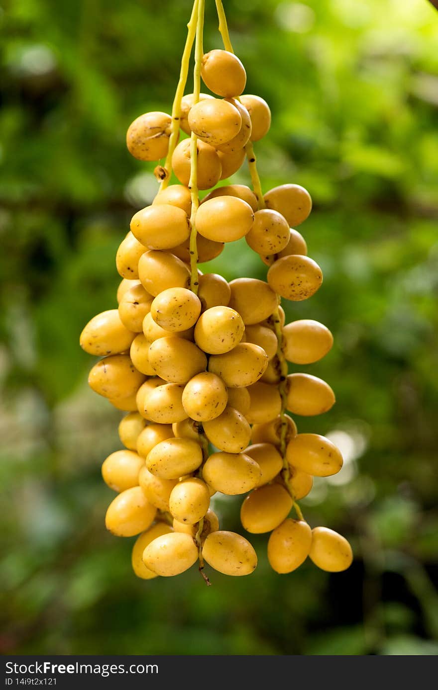 Date palm fruits on nature background