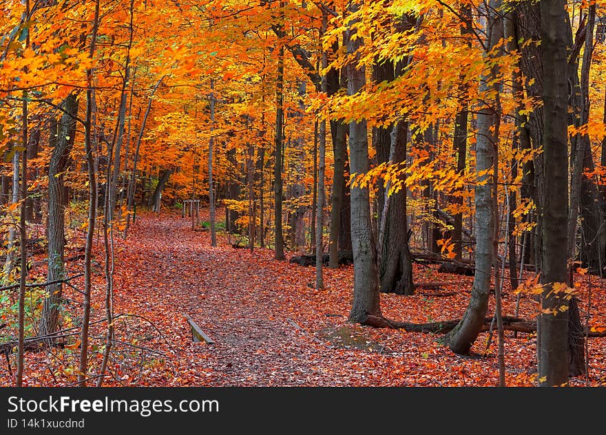 Bright autumn trees at its peak color by the scenic walking trail. Bright autumn trees at its peak color by the scenic walking trail