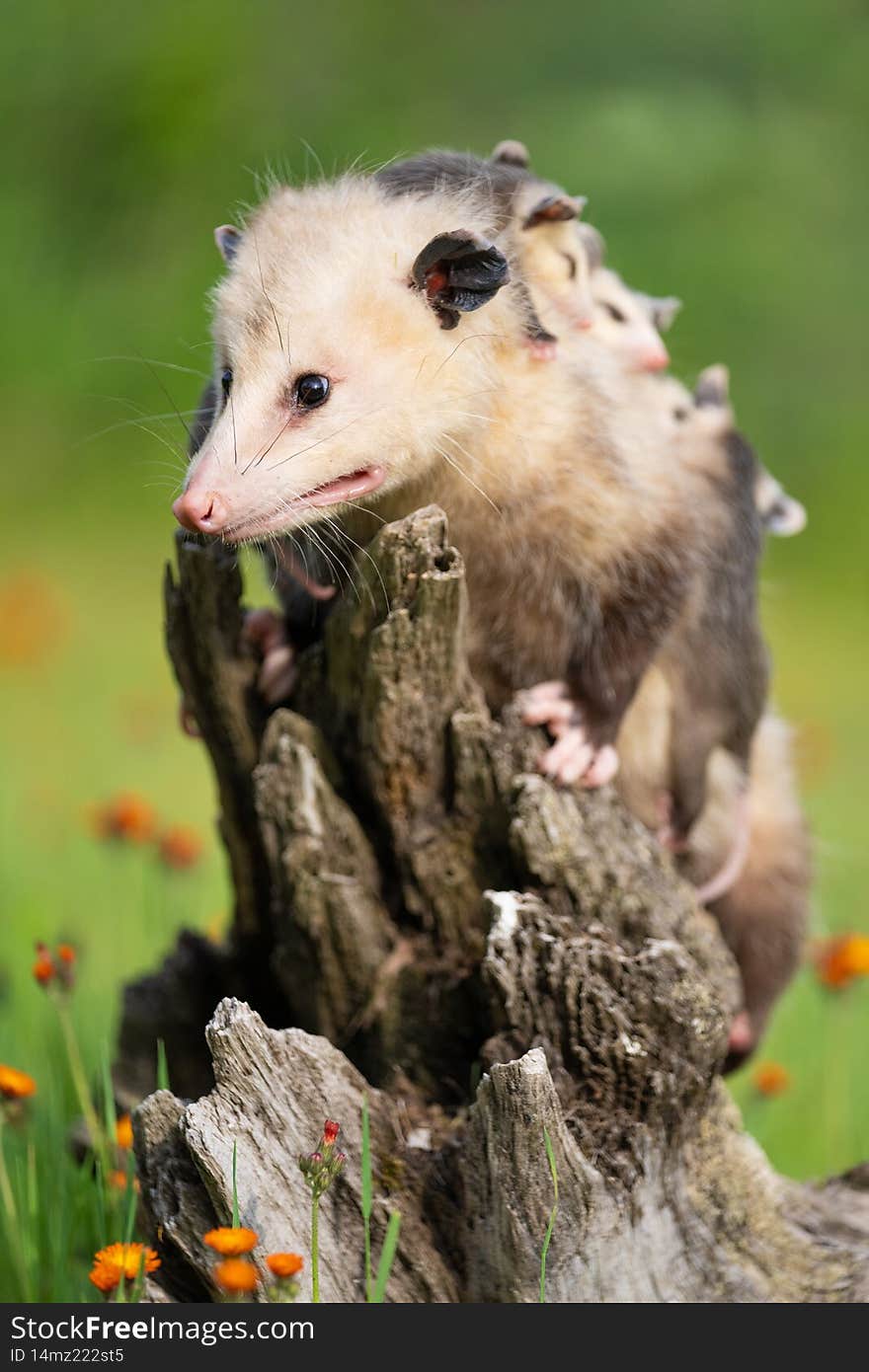 Mother possum during the springtime carrying her joeys on her back in flower meadow