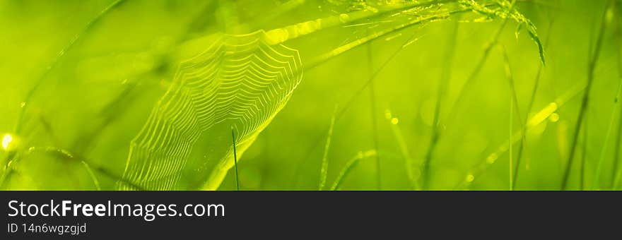 Natural green meadow background withe spider web texture. Wide abstract wallpaper. Natural green meadow background withe spider web texture. Wide abstract wallpaper.