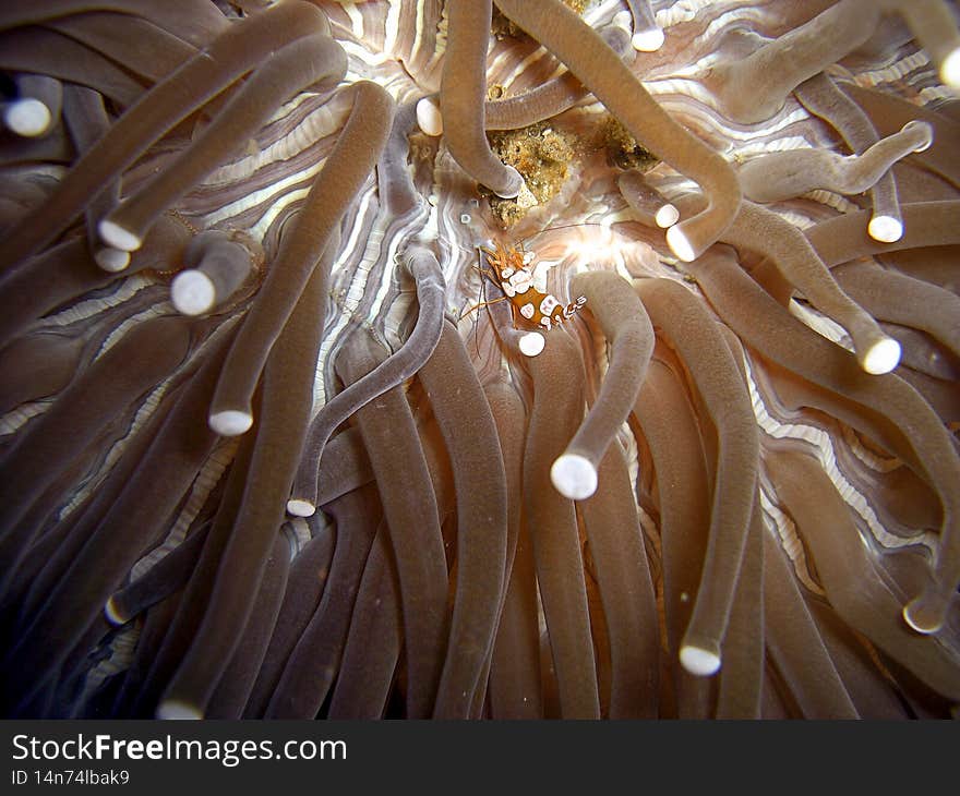 Squat Shrimp (Thor Amboinensis) on an anemone in the filipino sea 7.12.2015. Squat Shrimp (Thor Amboinensis) on an anemone in the filipino sea 7.12.2015
