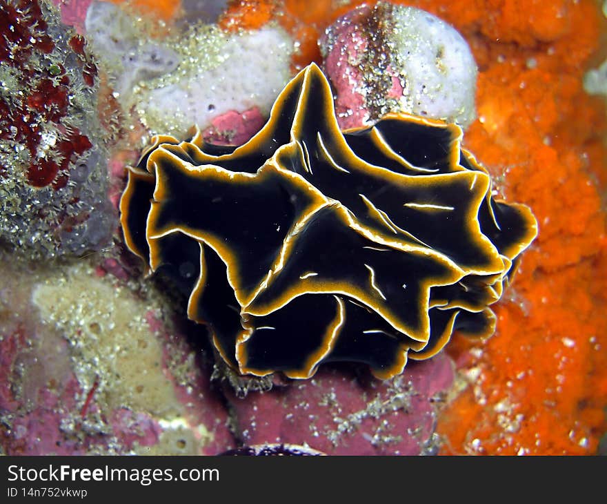 Unknown black animal with yellow stripes on the ground in the filipino sea 10.12.2015. Unknown black animal with yellow stripes on the ground in the filipino sea 10.12.2015