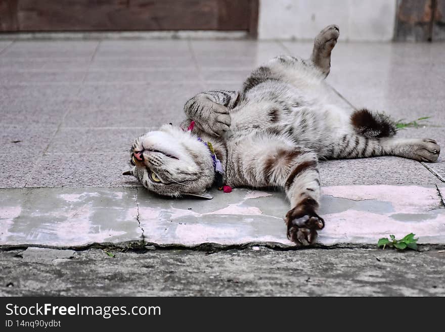 Cat is laying on the floor.