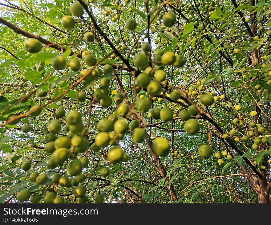 Azadirachta Indica Known In Pakistan As Neem