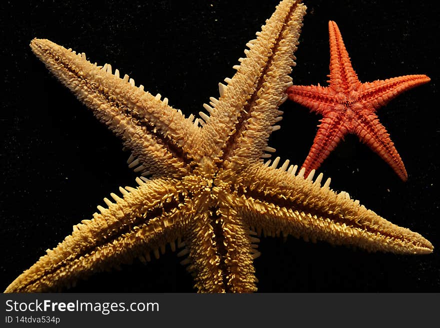 macro photo of a dry starfishes
