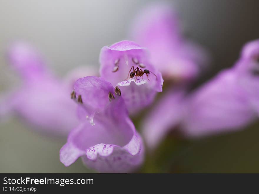 False dragonhead flowers.