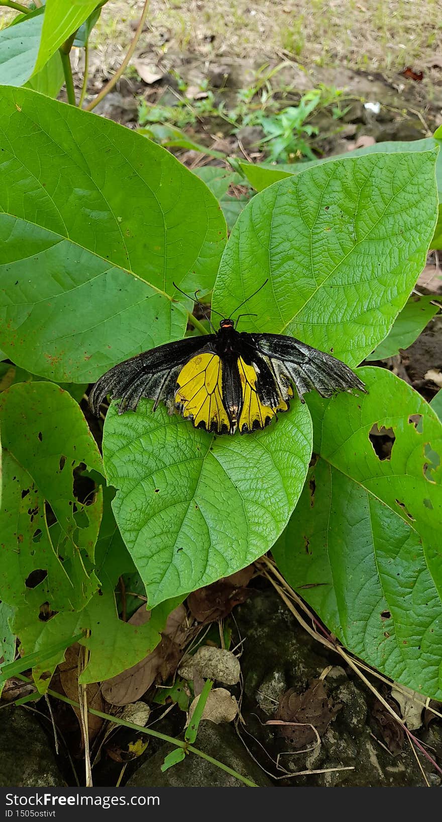 Poor butterfly on leaf