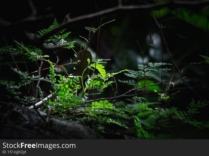 Beautiful nature pattern on soft light abstract background, blur nature background. Beautiful nature pattern on soft light abstract background, blur nature background