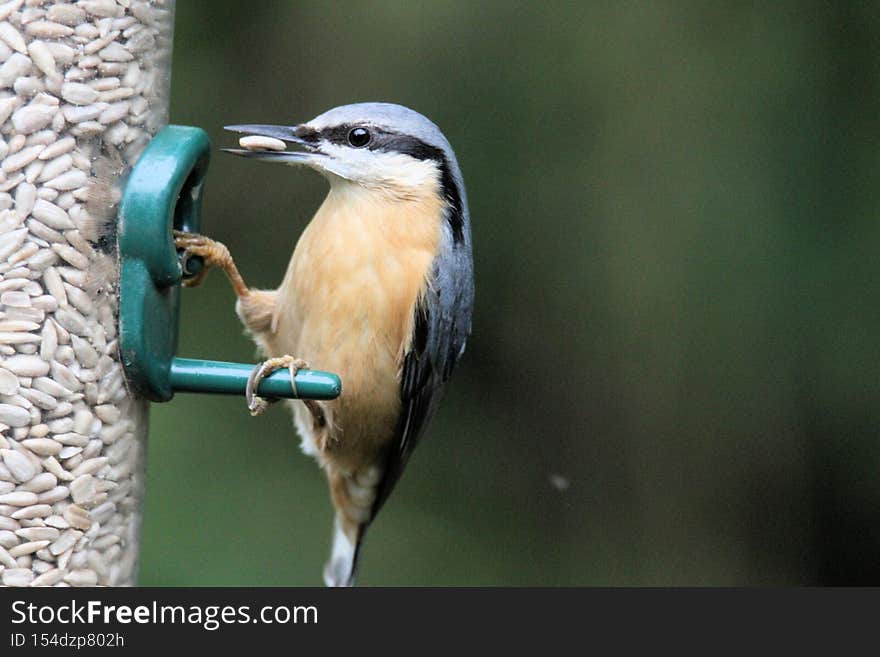 A View Of A Nuthatch