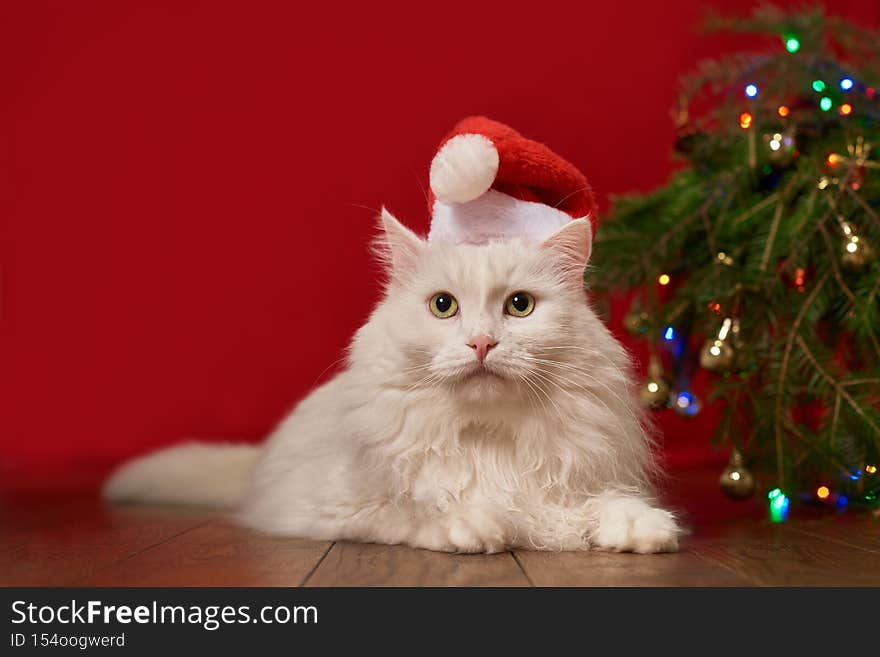white cat in christmas hat santa claus lies under christmas tree, red background, for new year card