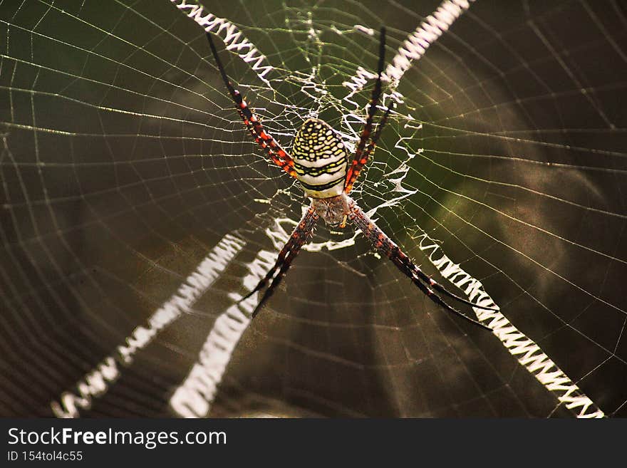 Colourful spider stayed its net