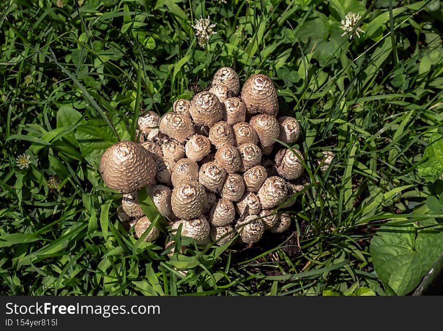 A close up macro photograph looking straight down on a group or cluster of mushrooms growing in the middle of a patch of green