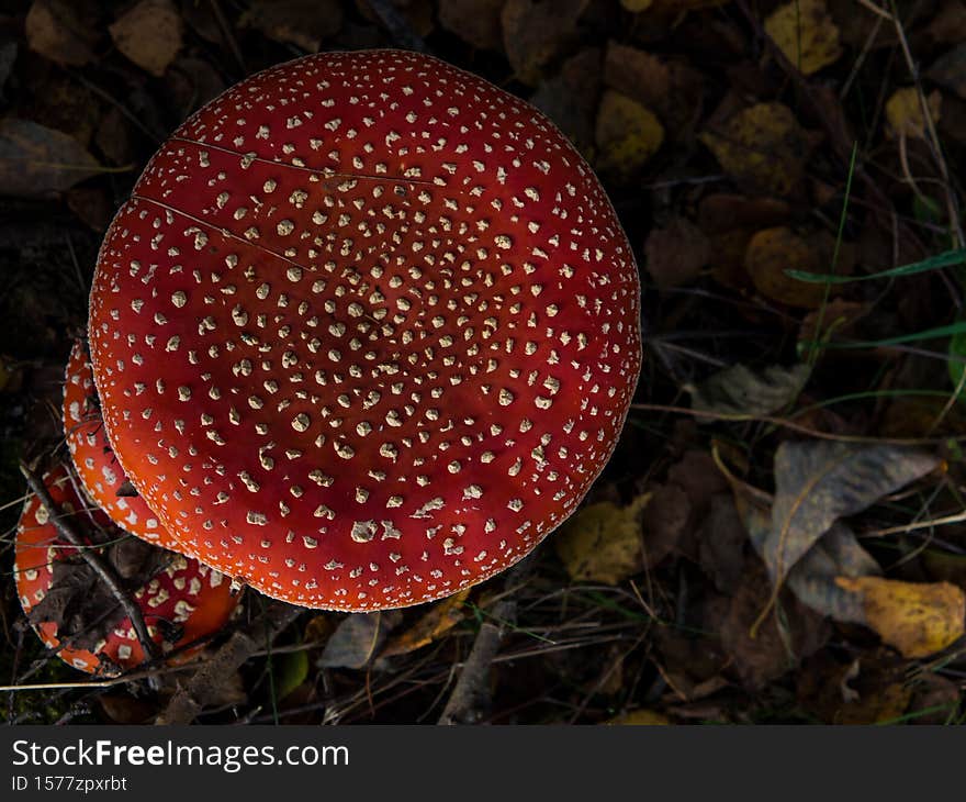 Amanita muscaria