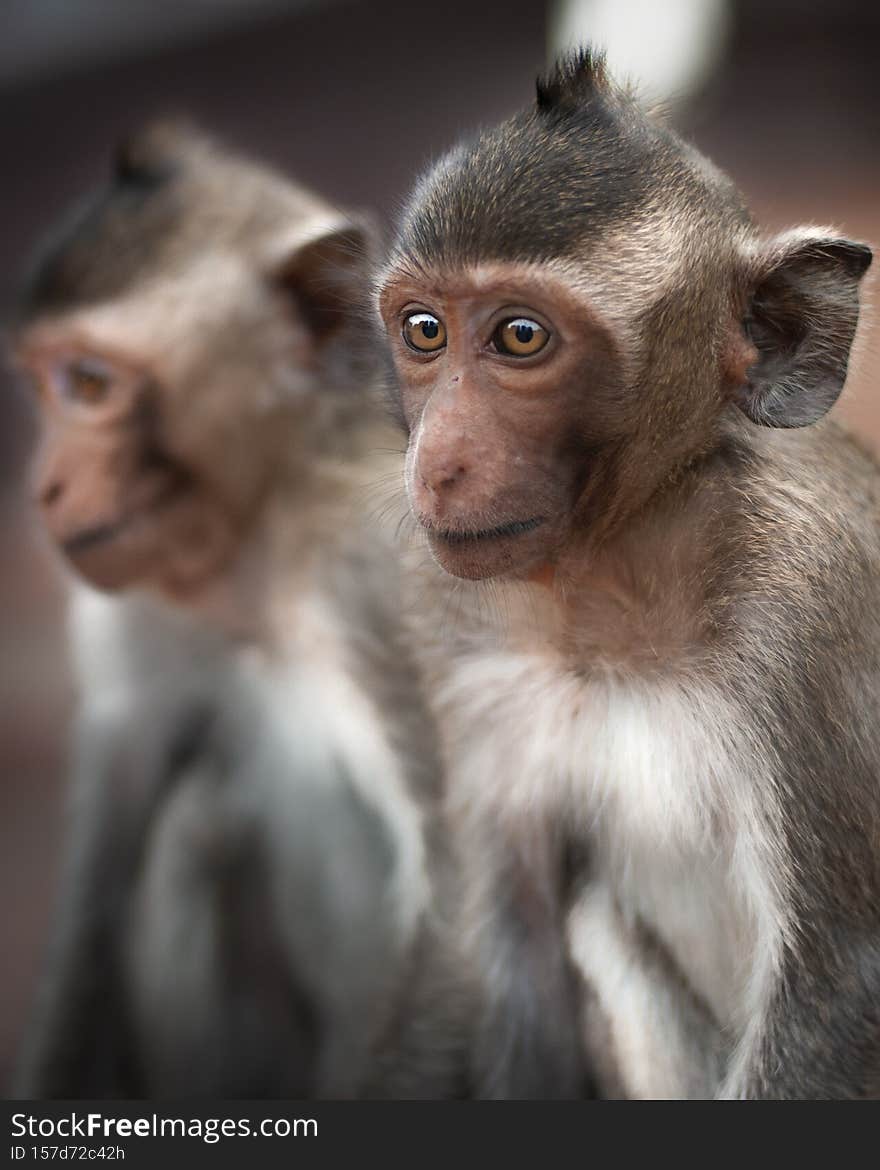 Closeup of an Indian macaque with its reflection in the background