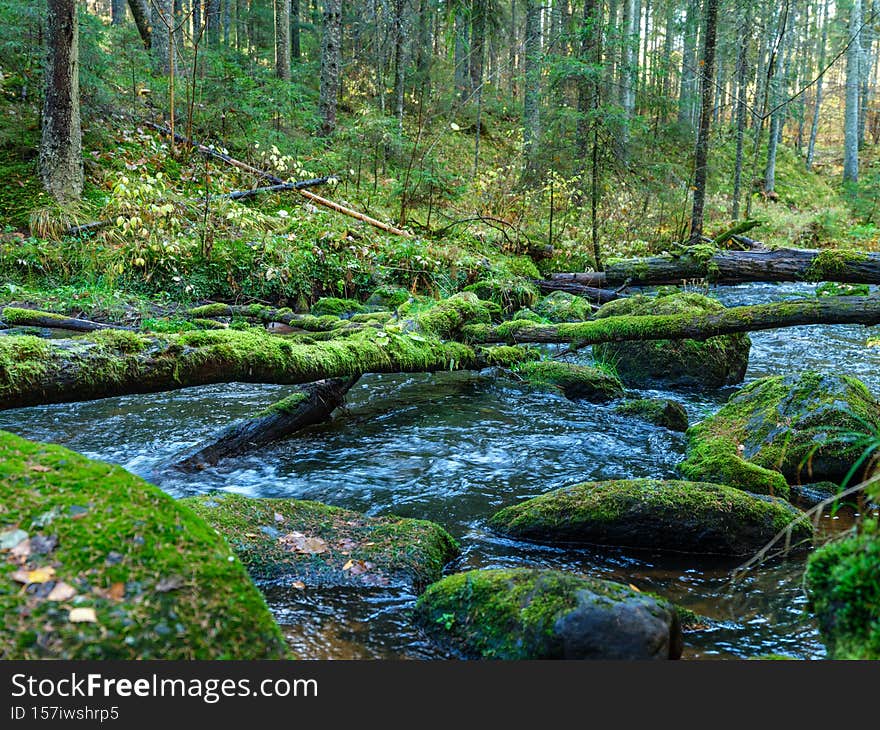 wild forest river stream in autumn woodland covered with old tree trunks and green grass