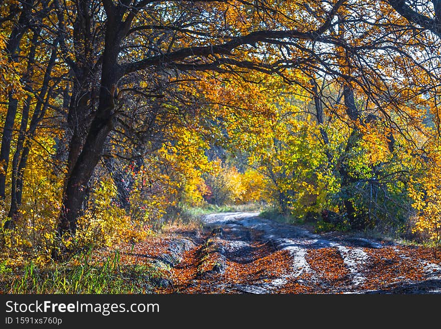 Dirty ground road covered by red dry leaves in autumn forest