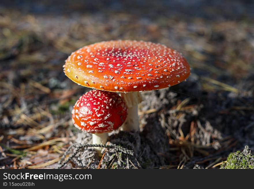 Red fly agaric close-up photo in a forest