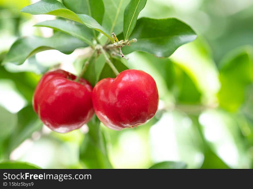 Acerola cherry of thailand on three. Select  focus, Barbados cherry, Malpighia emarginata, high vitamin . Acerola fruit