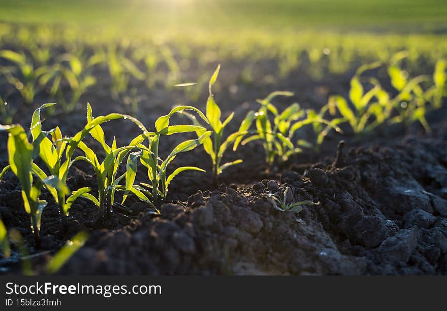 Closeup of young green corn sprouts planted in neat rows on a agricultural field against a blue sky. Copy space, space