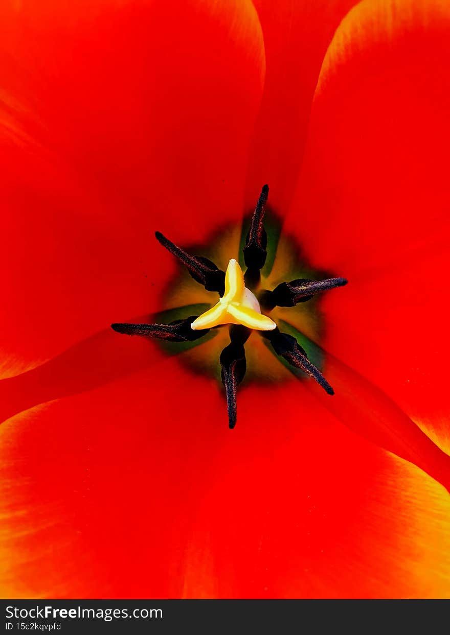 Red tulip flower from the top