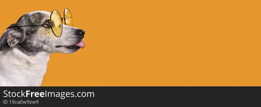 front view beautiful dog with copy space. High quality photo